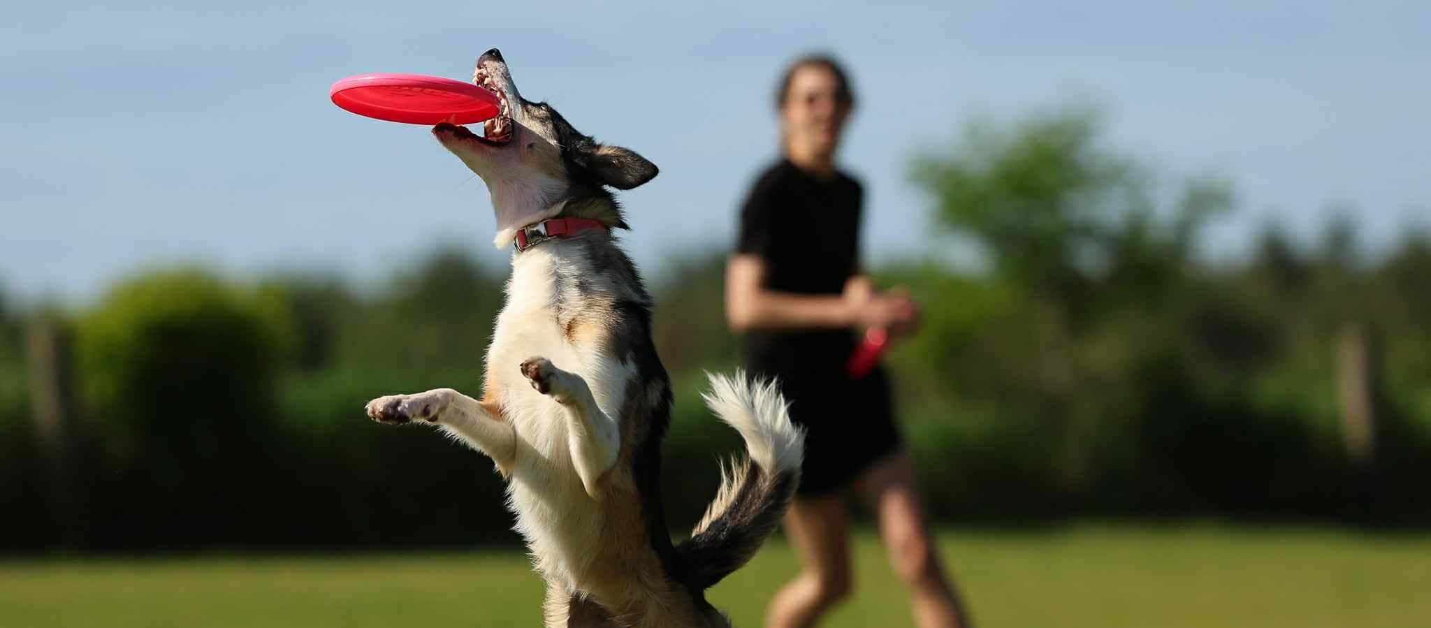 Dog catching a frisbee in an outdoor setting with a person in the background.