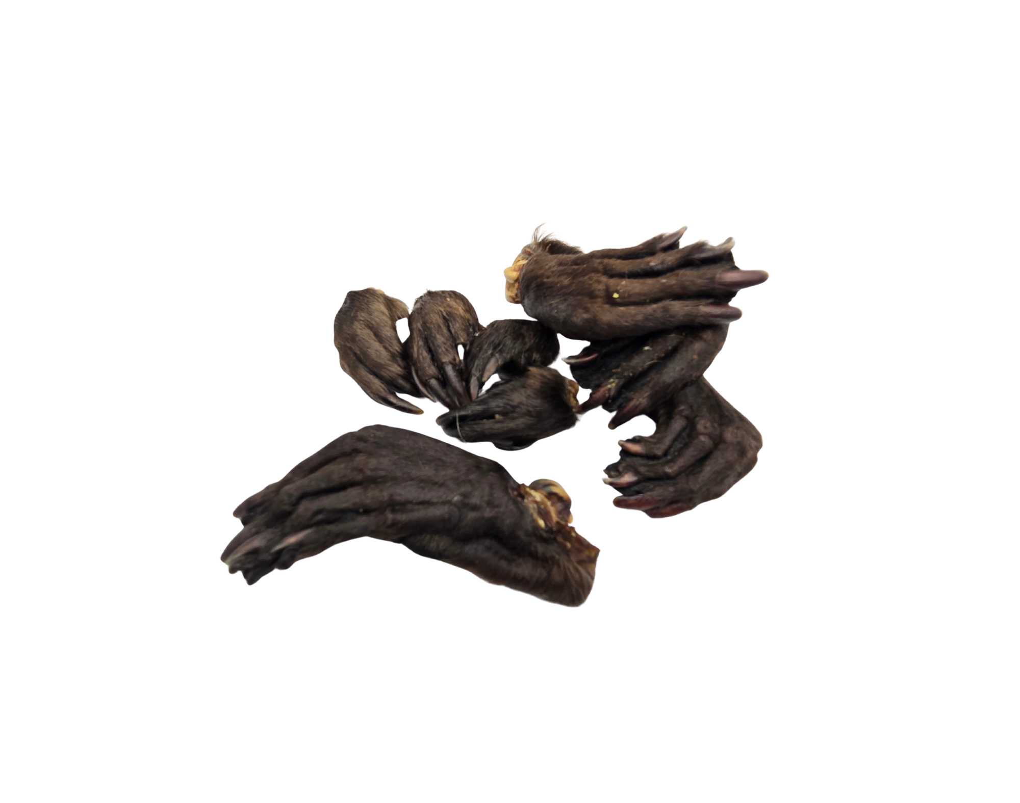 Dehydrated Beaver Feet
