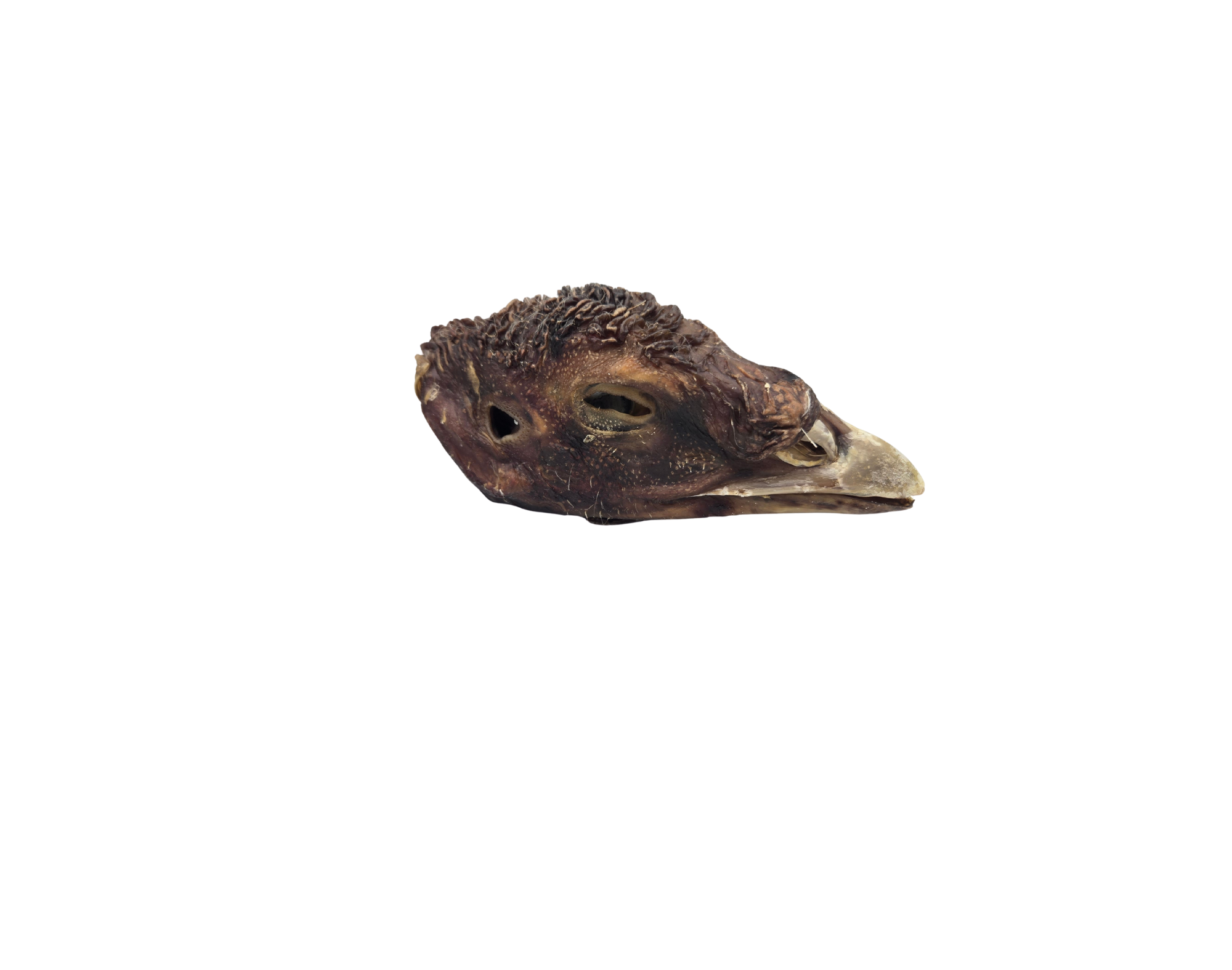 Dehydrated Turkey Head