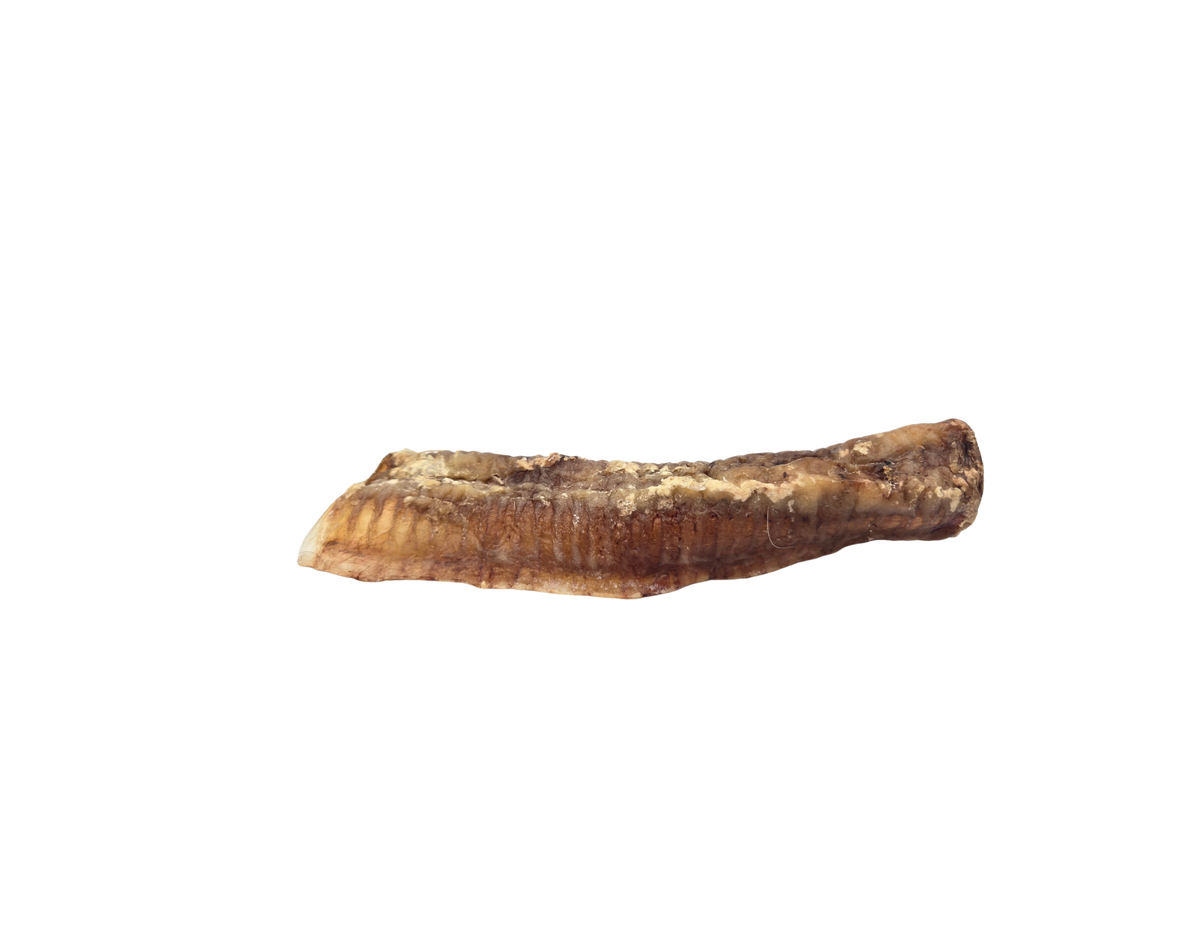Lamb Trachea