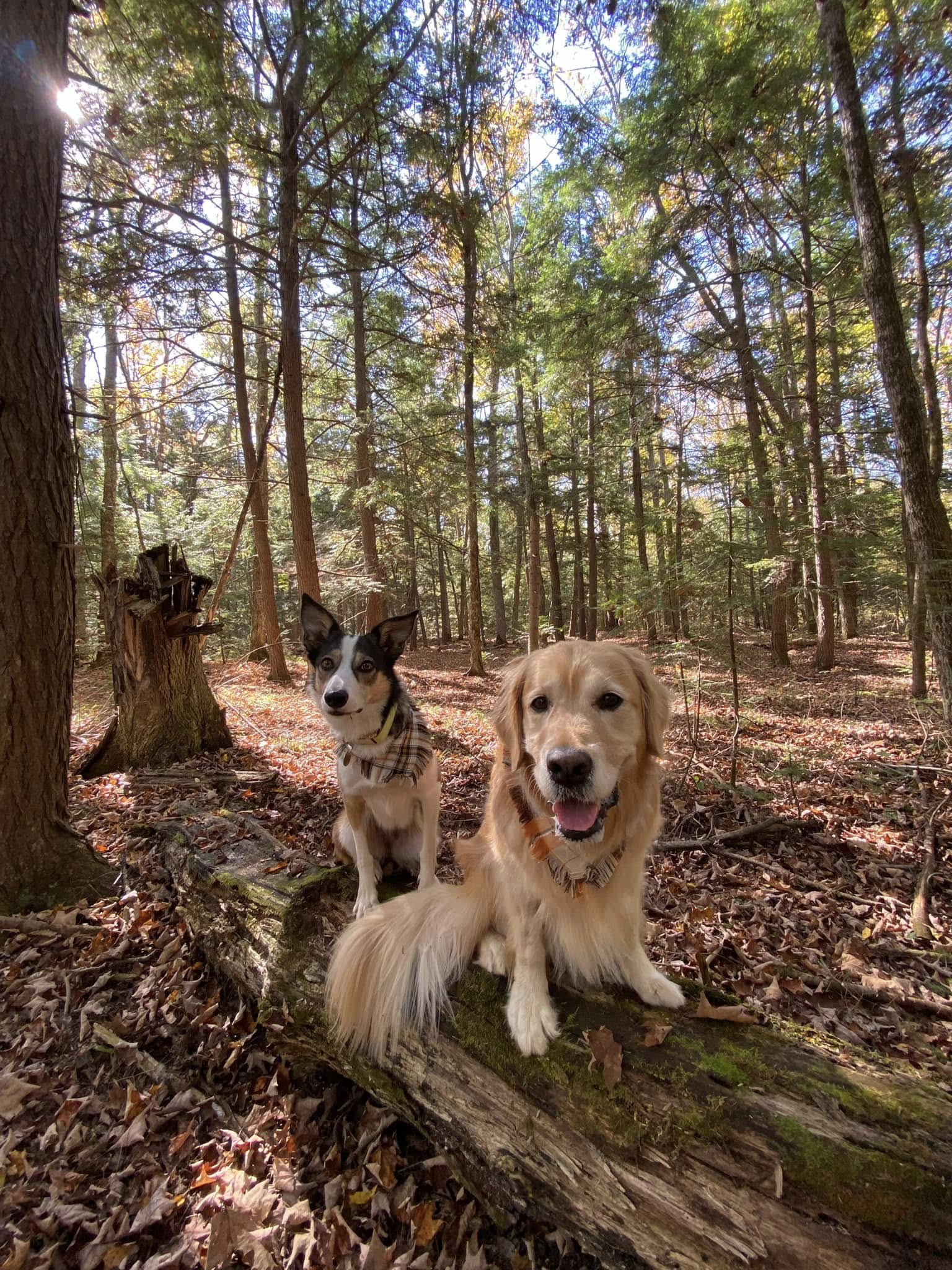 Tick Prevention Workshop: Natural Strategies for Your Dog