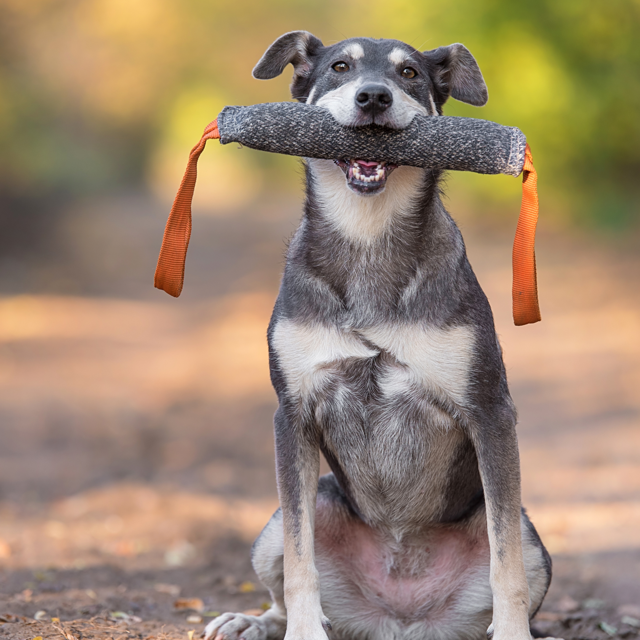 Dog holding toy in it's mouth