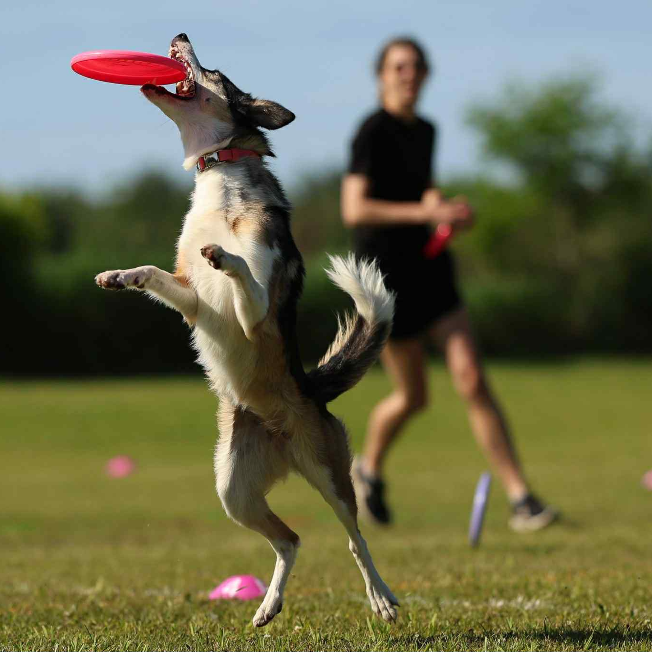 Dog catching frisbee in air and person in background