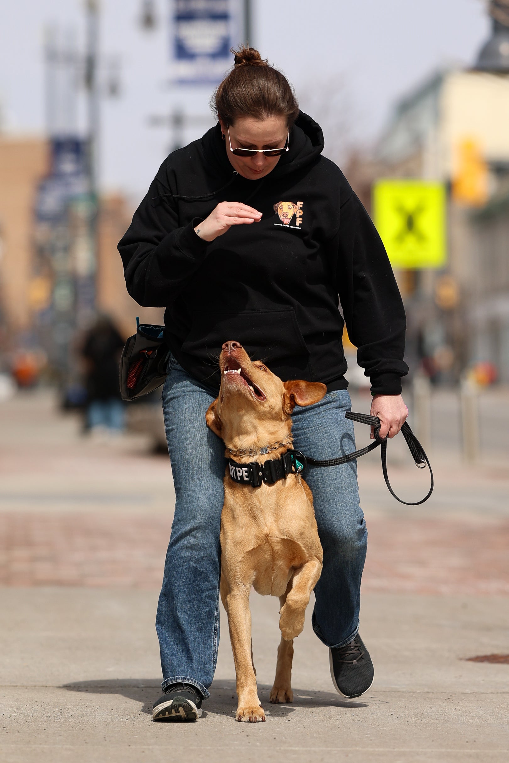 INTERMEDIATE - Obedience Program