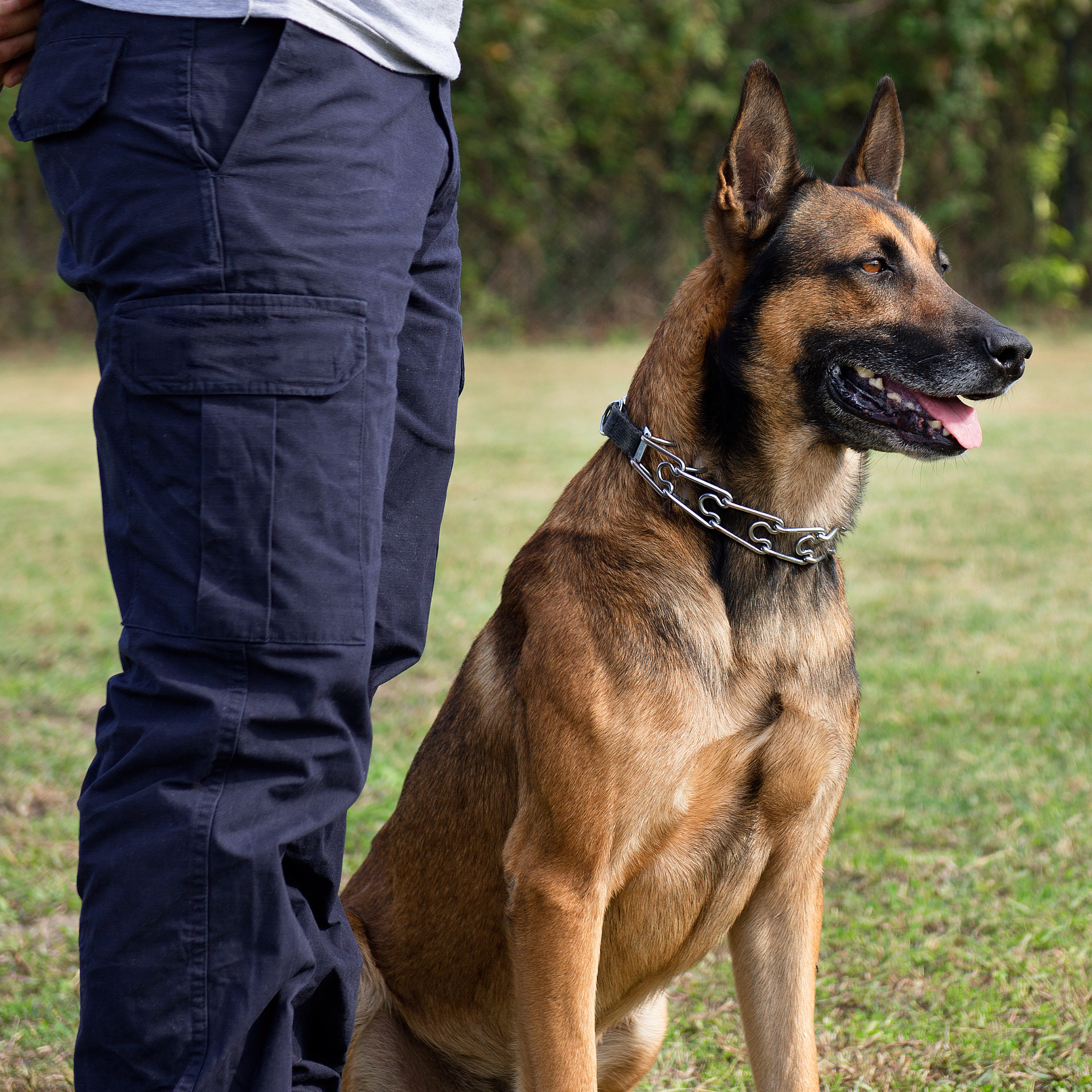 German Shepard in obedience training with person standing next to dog with hand behind back