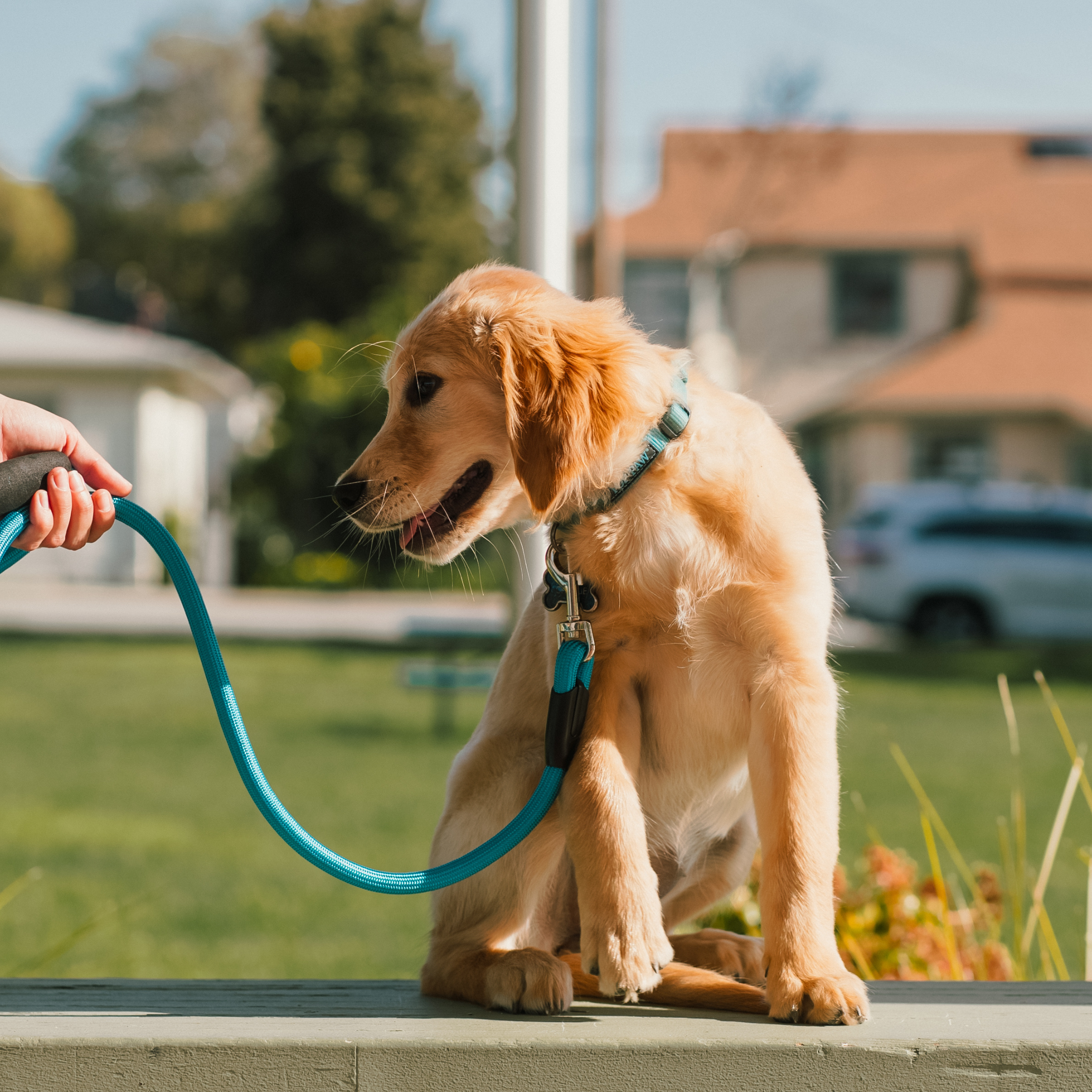 Person holding a blue leash attached to a golden retriever puppy on a grassy area with houses in the background.