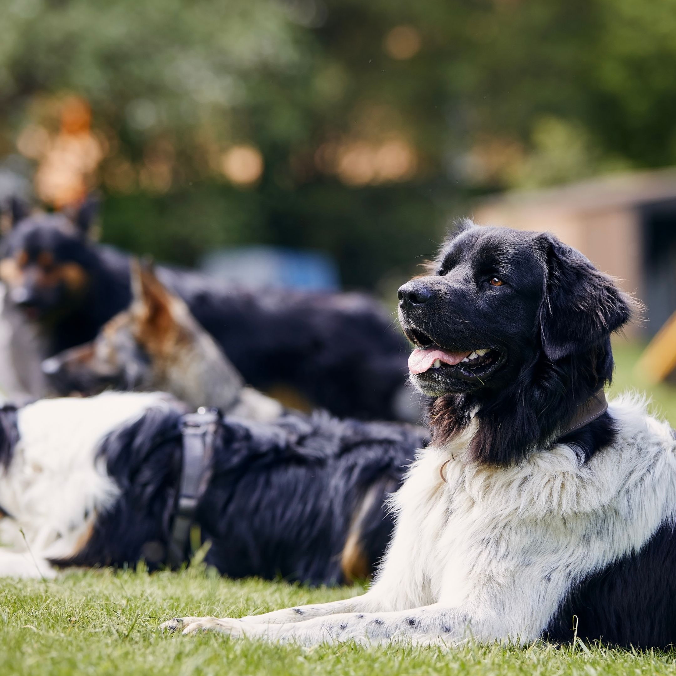 A group of dogs calmly laying in the grass together during daycare.