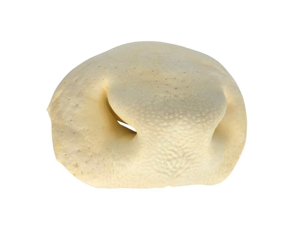 Dehydrated Beef Snout Chew (Odor-Free)