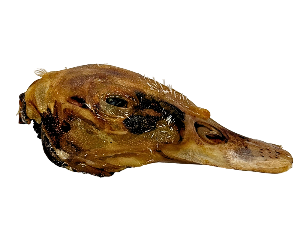 Dried Duck head