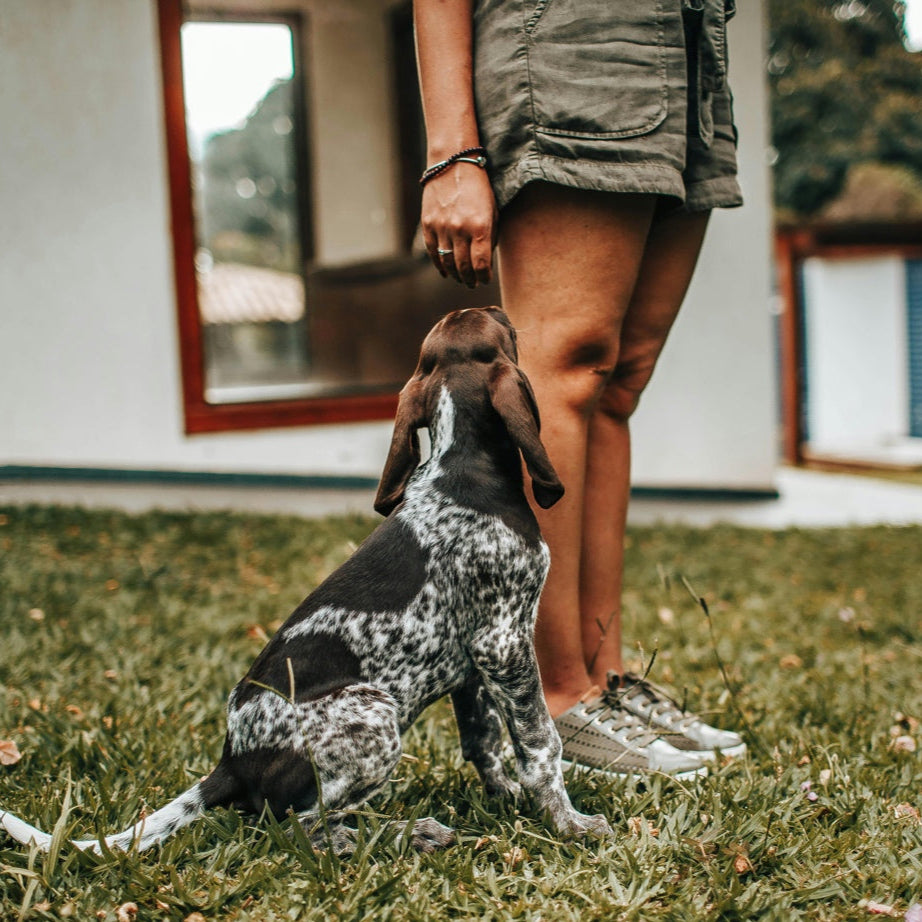 Person walking a spotted puppy on grass with a house in the background